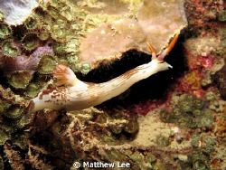 Stretch out for something? Looks really like a goat head... by Matthew Lee 